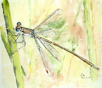 Lestes Virens Gi