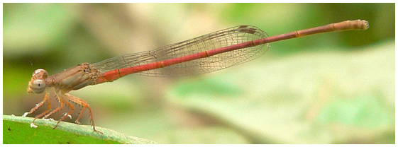 Ceriagrion glabrum mâle