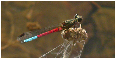 Chlorocypha curta mâle