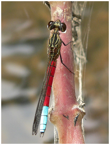 Chlorocypha curta mâle