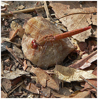 Crocothemis sanguinolenta femelle