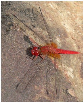 Crocothemis sanguinolenta mâle