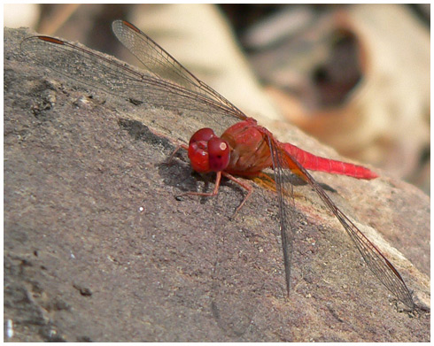 Crocothemis sanguinolenta mâle