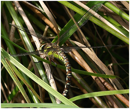 Aeshna mixta femelle ponte