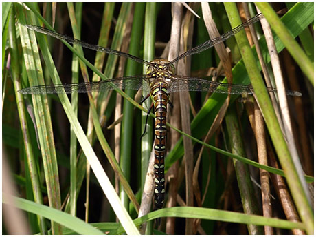 Aeshna mixta femelle ponte