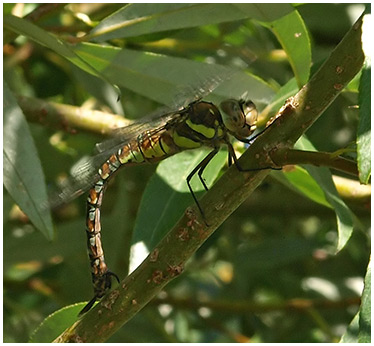 Aeshna mixta femelle ponte