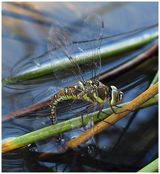 Aeshna mixta femelle ponte