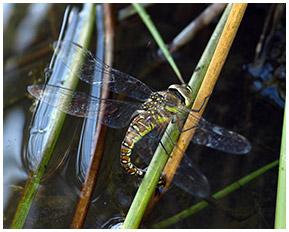 Aeshna mixta femelle ponte