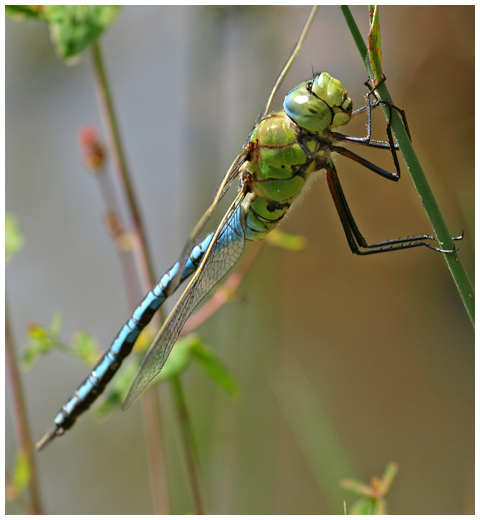 Anax imerator mâle