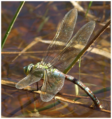 Anax imperator ponte