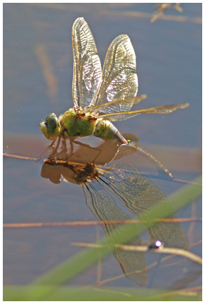 Anax imperator ponte