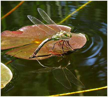 Anax imperator ponte