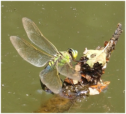 Anax imperator ponte