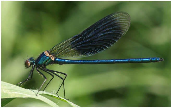 Calopteryx splendens