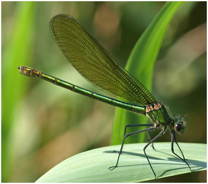 Calopteryx Splendens Femelle 1 3 Calopteryx Splendens Femelle 1 3