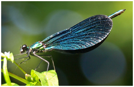 Calopteryx vigo mâle