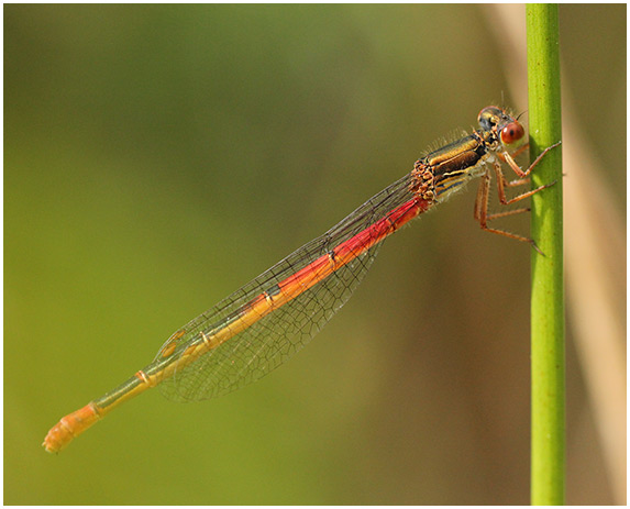 Ceriagrion tenellum