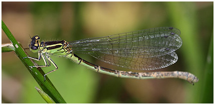 Coenagrion mercuriale femelle