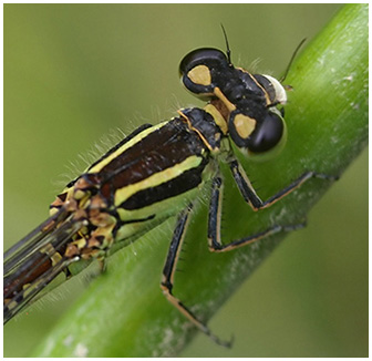 Pronotum de Coenagrion mercuriale femelle