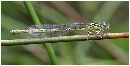 Coenagrion mercuriale femelle