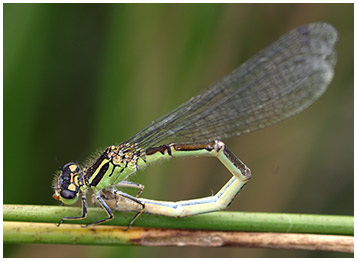 Coenagrion mercuriale femelle