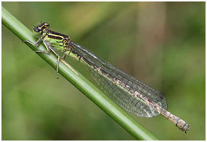 Coenagrion mercuriale femelle