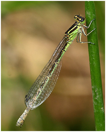 Agrion de mercure femelle