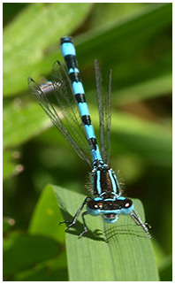 Coenagrion mercuriale mâle