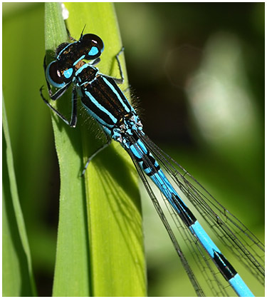 Coenagrion mercuriale mâle