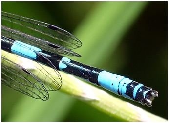 Agrion de Mercure mâle