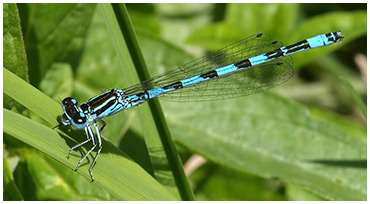 Coenagrion mercuriale mâle