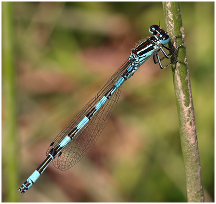 Coenagrion mercuriale mâle