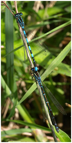 Coenagrion mercuriale ponte