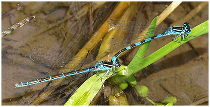 Agrion de Mercure en ponte