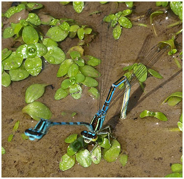 Coenagrion mercuriale ponte