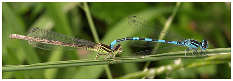 Agrion de Mercure ponte