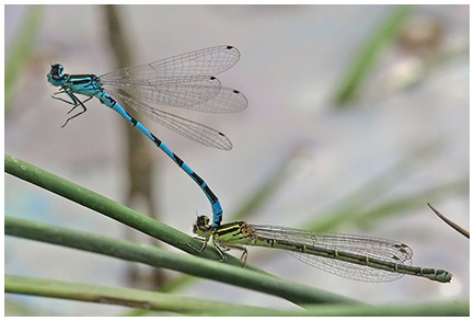 Coenagrion mercuriale ponte