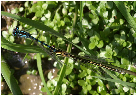 Coenagrion mercuriale ponte