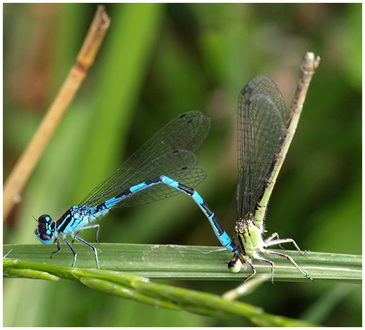 Coenagrion mercuriale ponte