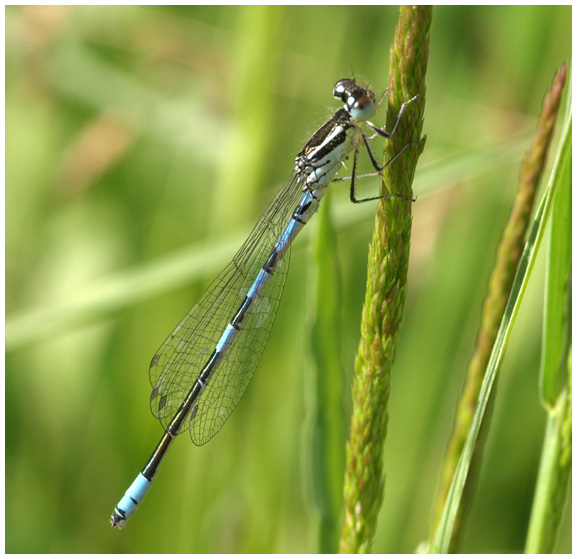 Coenagrion scitulum