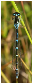 Coenagrion scitulum femelle