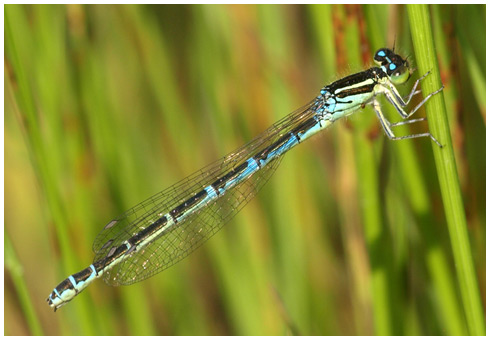 Coenagrion scitulum femelle