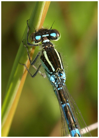 Coenagrion scitulum femelle