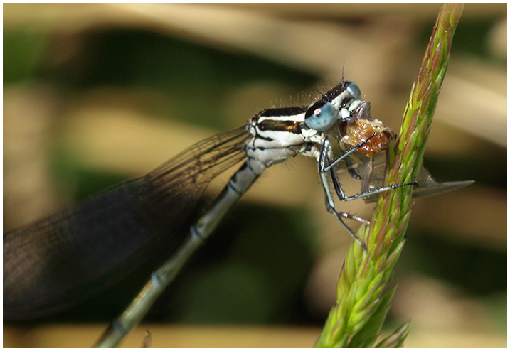 Coenagrion scitulum femelle