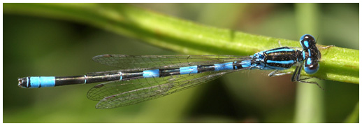 Coenagrion scitulum mâle