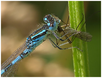 Coenagrion scitulum mâle