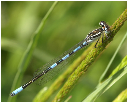 Coenagrion scitulum mâle