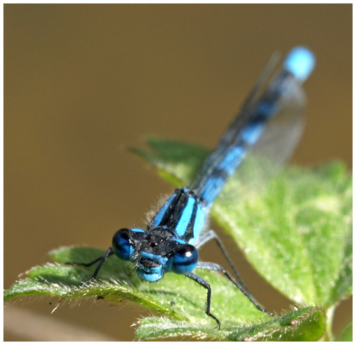 Enallagma cyathigerum mâle