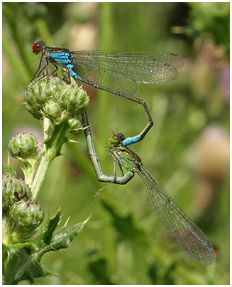 Erythromma viridulum accouplement