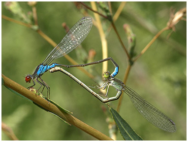 Erythromma viridulum accouplement